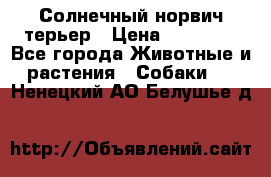 Солнечный норвич терьер › Цена ­ 35 000 - Все города Животные и растения » Собаки   . Ненецкий АО,Белушье д.